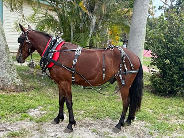 bay-western-r-pony