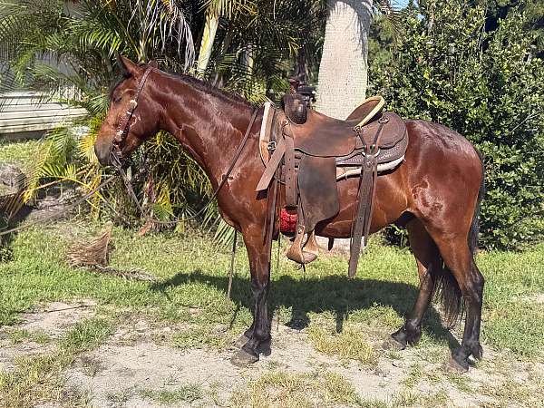 all-around-pony