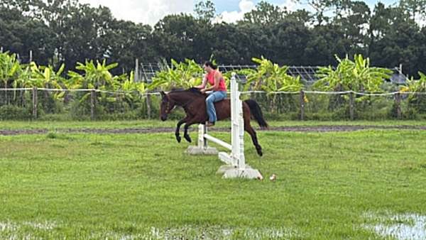 beginner-pony