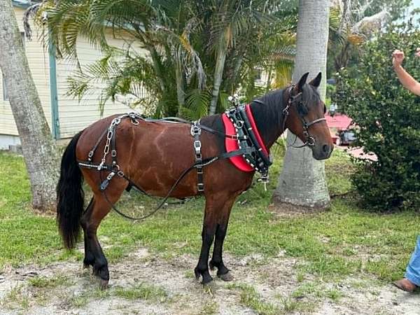 endurance-pony