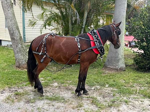 eventing-pony