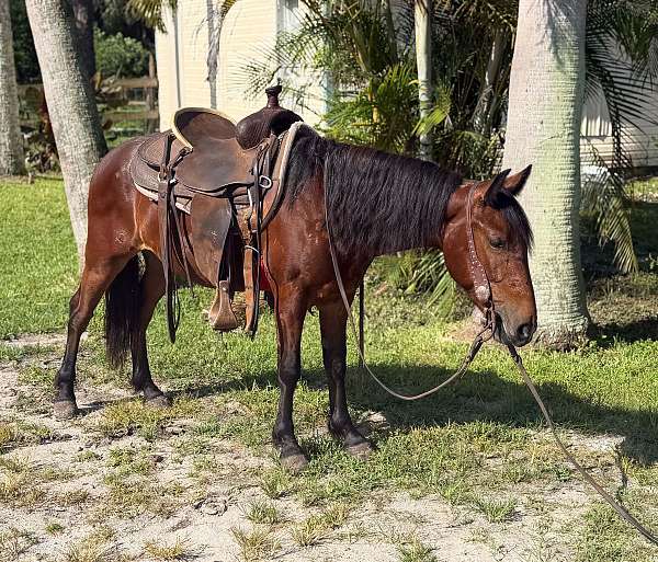 english-pleasure-pony