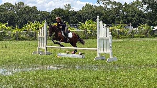 hunt-seat-equitation-pony