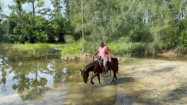 hunter-under-saddle-pony