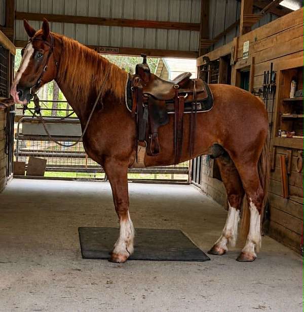 all-around-draft-horse