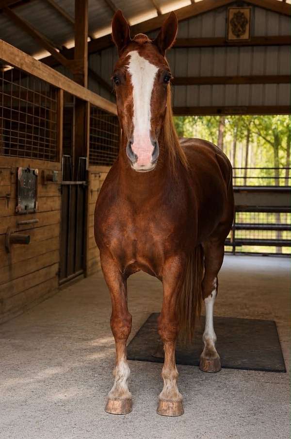 athletic-draft-horse