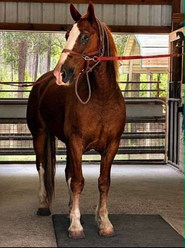 beginner-draft-horse