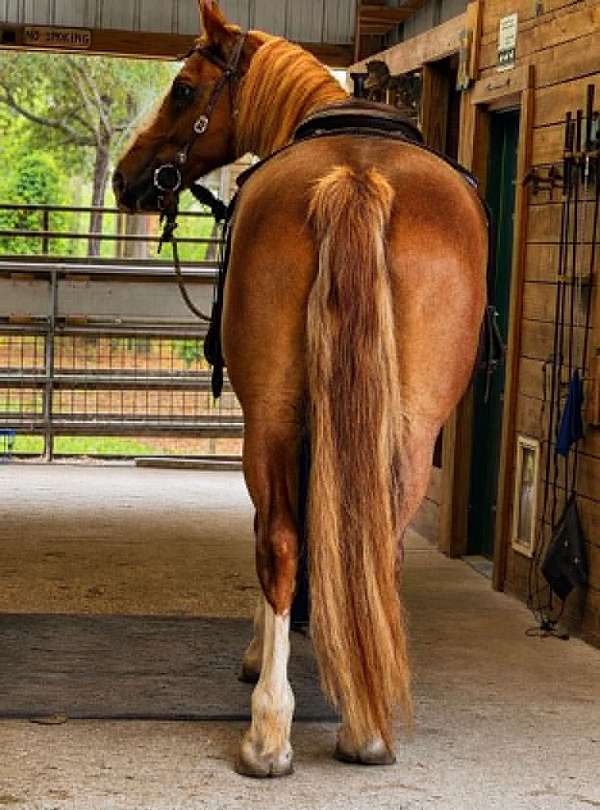 draft-horse