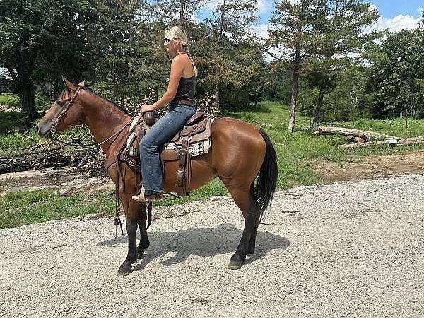 aqha-quarter-horse