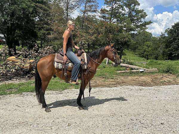 aqha-gelding-quarter-horse