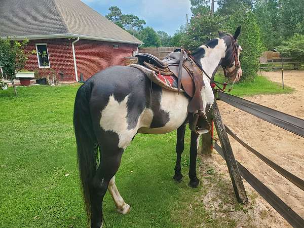 blue-eyed-tennessee-walking-horse