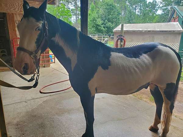 flashy-tennessee-walking-horse