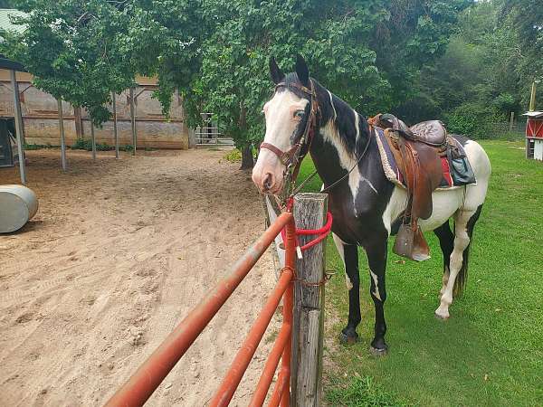 gaited-tennessee-walking-horse