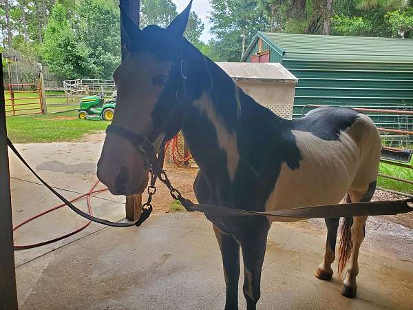 kid-safe-tennessee-walking-horse