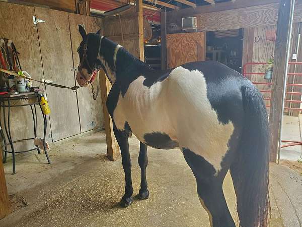 trail-tennessee-walking-horse