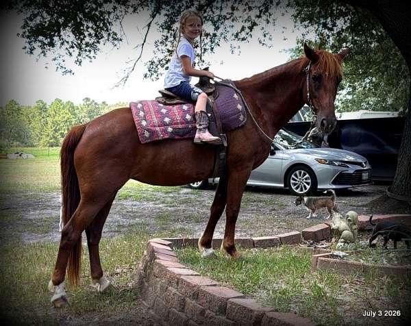 trail-riding-horse-mare