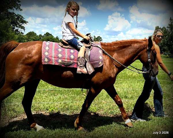 gaited-horse-paso-fino