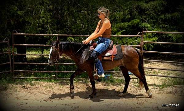 bay-roan-paso-fino-for-sale