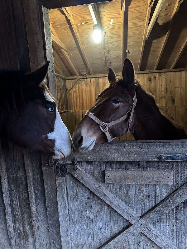 brown-mule-gelding