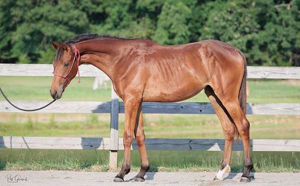 all-around-oldenburg-horse