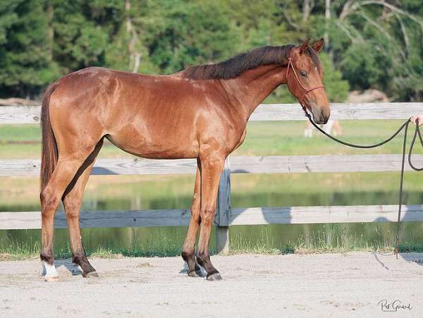 english-pleasure-oldenburg-horse