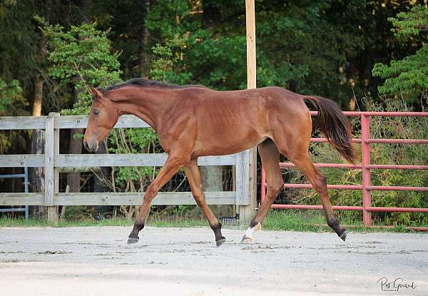 equitation-oldenburg-horse