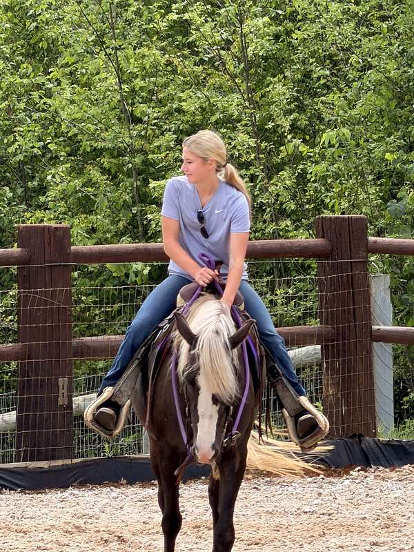 all-around-rocky-mountain-horse