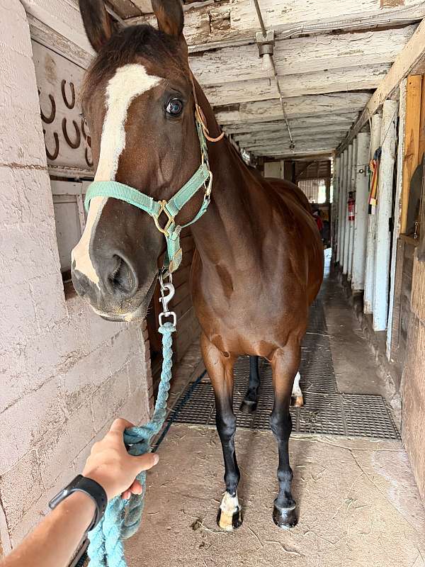 all-around-thoroughbred-horse