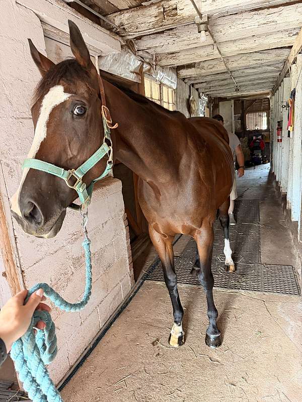athletic-thoroughbred-horse