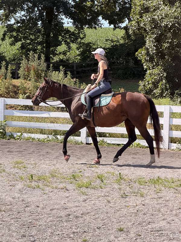 bay-mounte-horse