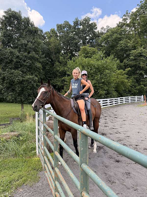 beginner-thoroughbred-horse