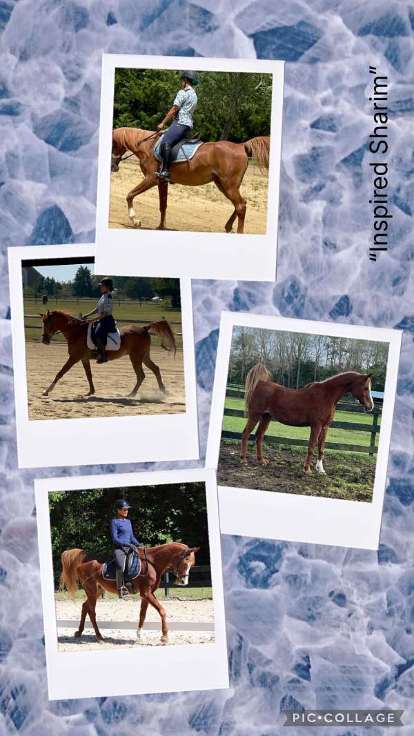 all-around-arabian-horse