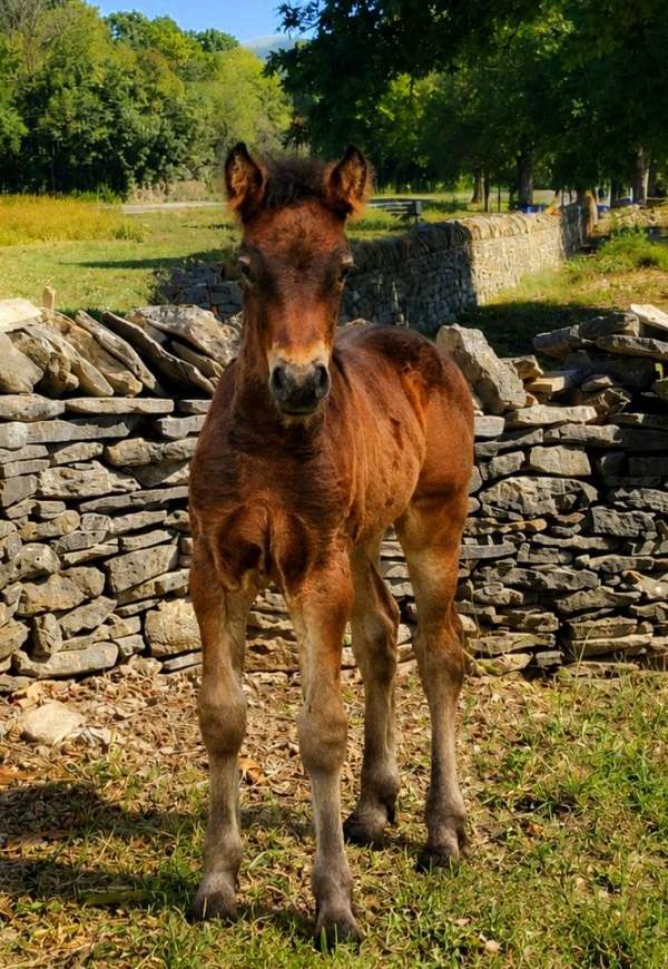 fell-pony-colts