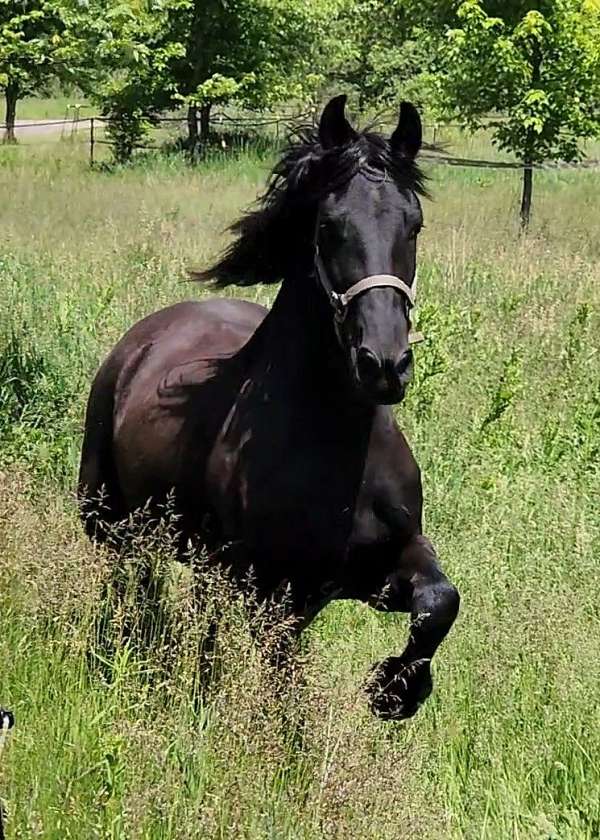 none-horse