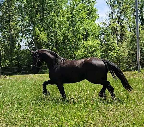 black-none-horse