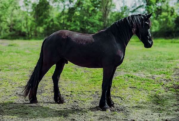 dressage-friesian-horse