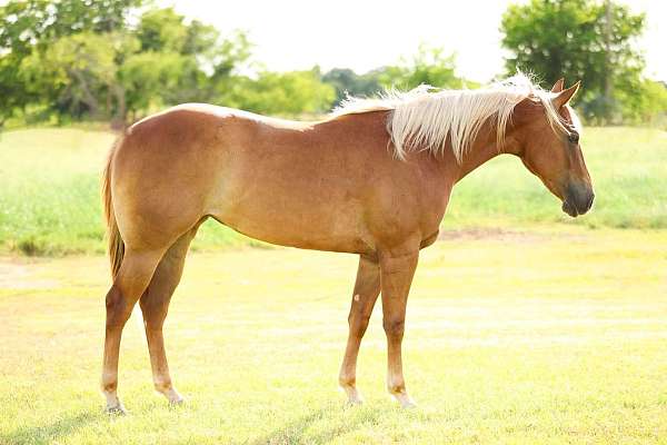 big-stopper-appaloosa-horse