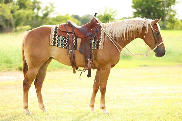 chex-appaloosa-horse