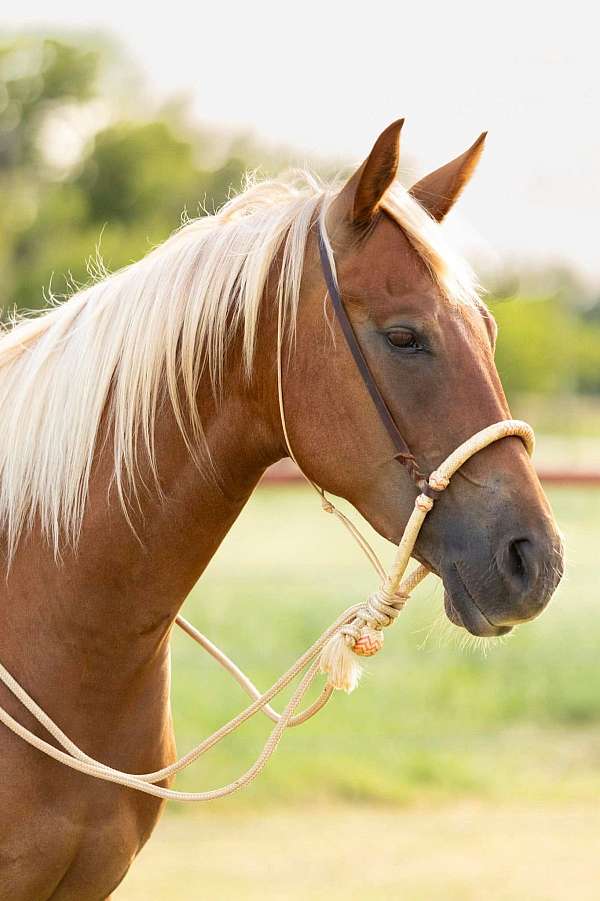 chic-appaloosa-horse