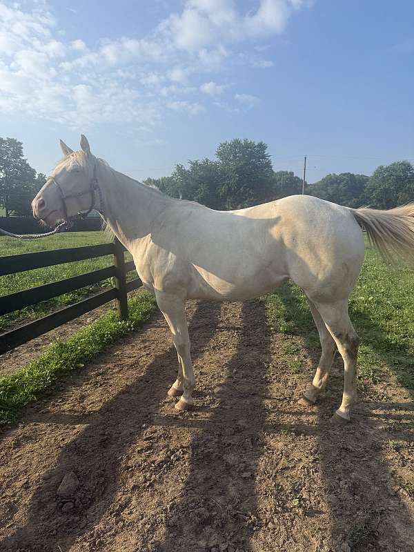 perlino-aqha-filly-mare