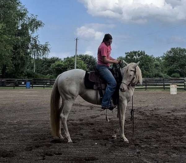 all-around-quarter-horse