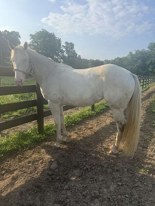 athletic-quarter-horse