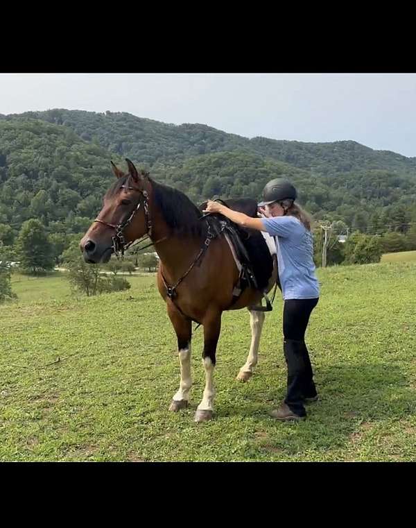 experienced-spotted-saddle-horse