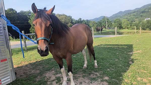 finished-spotted-saddle-horse