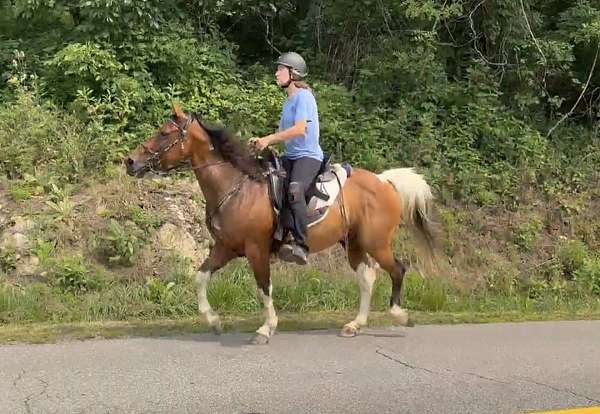 flashy-spotted-saddle-horse