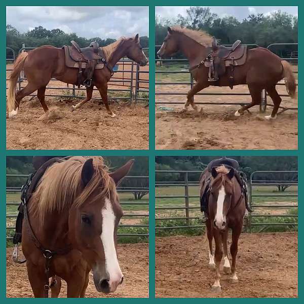 sorrel-quarter-horse-gelding