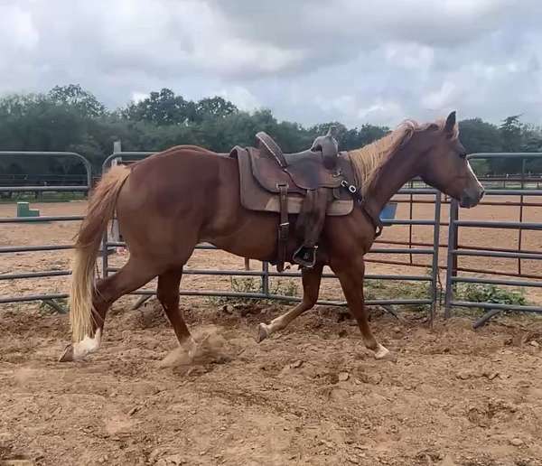 sorrel-gelding-for-sale
