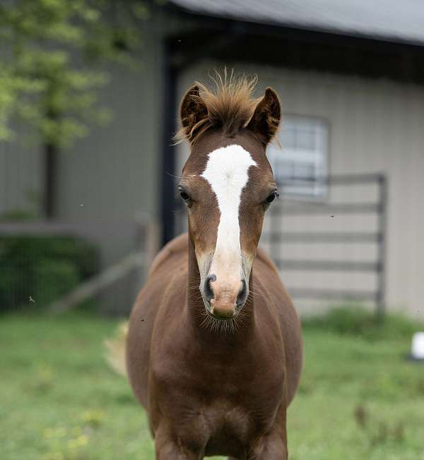 all-around-welsh-pony