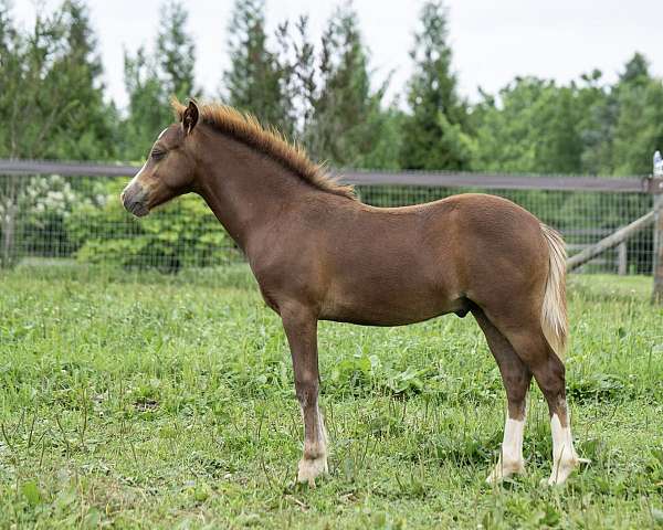 english-pleasure-welsh-pony