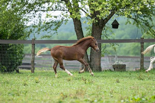 flashy-welsh-pony